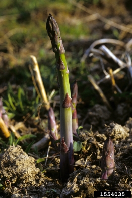 asparagus, Asparagus officinalis  (Liliales: Liliaceae) - 1554035