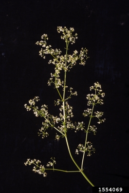 smooth bedstraw, Galium mollugo  (Rubiales: Rubiaceae) - 1554069
