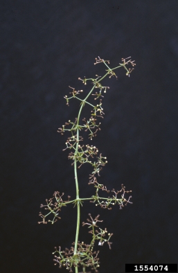 smooth bedstraw, Galium mollugo  (Rubiales: Rubiaceae) - 1554074