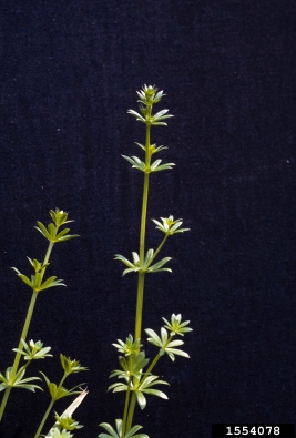 smooth bedstraw, Galium mollugo  (Rubiales: Rubiaceae) - 1554078