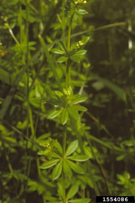 smooth bedstraw, Galium mollugo  (Rubiales: Rubiaceae) - 1554086