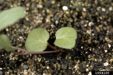 field bindweed, Convolvulus arvensis  (Solanales: Convolvulaceae) - 1554100