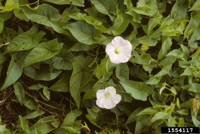 hedge bindweed, Calystegia sepium  (Solanales: Convolvulaceae) - 1554117