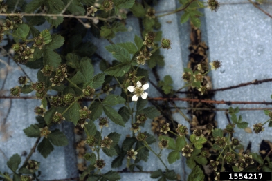 cane fruit (blackberry, raspberry), Rubus spp.  (Rosales: Rosaceae) - 1554217