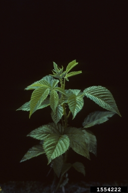 cane fruit (blackberry, raspberry), Rubus spp.  (Rosales: Rosaceae) - 1554222
