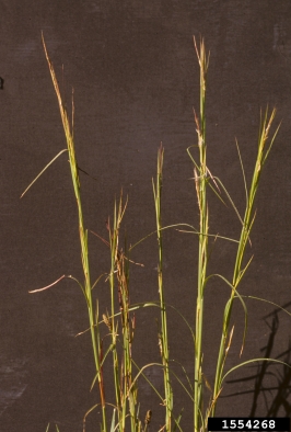 broomsedge bluestem, Andropogon virginicus  (Cyperales: Poaceae) - 1554268