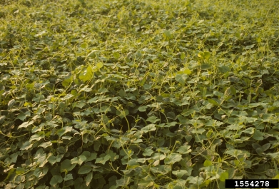 burcucumber, Sicyos angulatus  (Violales: Cucurbitaceae) - 1554278