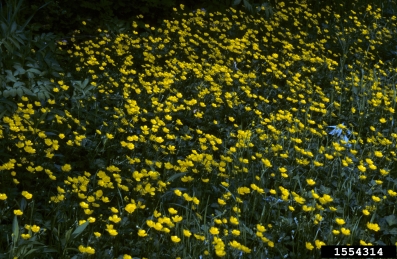 creeping buttercup, Ranunculus repens  (Ranunculales: Ranunculaceae) - 1554314