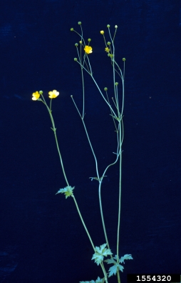 tall buttercup, Ranunculus acris  (Ranunculales: Ranunculaceae) - 1554320