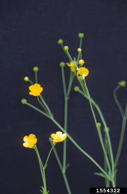 tall buttercup, Ranunculus acris  (Ranunculales: Ranunculaceae) - 1554322