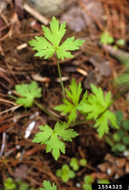 tall buttercup, Ranunculus acris  (Ranunculales: Ranunculaceae) - 1554325