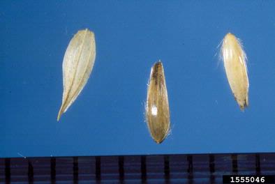 reed canarygrass, Phalaris arundinacea  (Cyperales: Poaceae) - 1555046