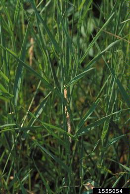 reed canarygrass, Phalaris arundinacea  (Cyperales: Poaceae) - 1555054