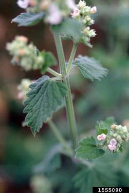 catnip, Nepeta cataria  (Lamiales: Lamiaceae) - 1555090