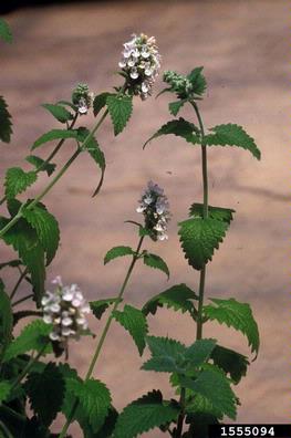catnip, Nepeta cataria  (Lamiales: Lamiaceae) - 1555094