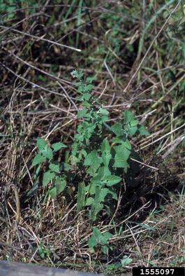catnip, Nepeta cataria  (Lamiales: Lamiaceae) - 1555097