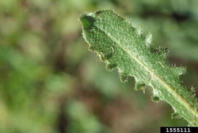 hairy cat's ear, Hypochaeris radicata  (Asterales: Asteraceae) - 1555111