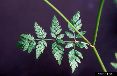 wild chervil, Anthriscus sylvestris  (Apiales: Apiaceae) - 1555131