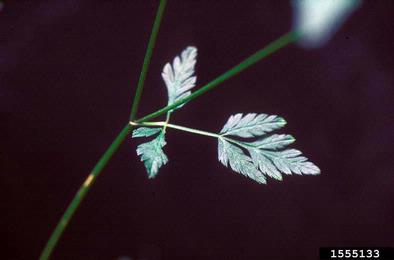 wild chervil, Anthriscus sylvestris  (Apiales: Apiaceae) - 1555133