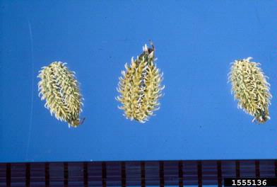wild chervil, Anthriscus sylvestris  (Apiales: Apiaceae) - 1555136