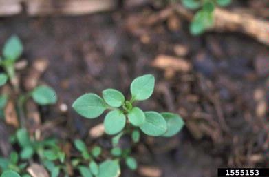 common chickweed, Stellaria pallida  (Caryophyllales: Caryophyllaceae) - 1555153