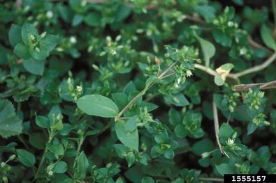 common chickweed, Stellaria pallida  (Caryophyllales: Caryophyllaceae) - 1555157