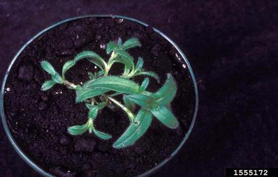 big chickweed, Cerastium fontanum ssp. vulgare (Caryophyllales: Caryophyllaceae) - 1555172