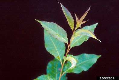 common chokecherry, Prunus virginiana  (Rosales: Rosaceae) - 1555204