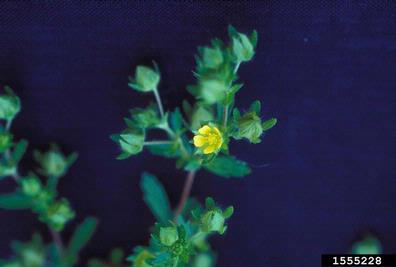 rough cinquefoil, Potentilla norvegica  (Rosales: Rosaceae) - 1555228