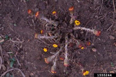 coltsfoot, Tussilago farfara  (Asterales: Asteraceae) - 1555244