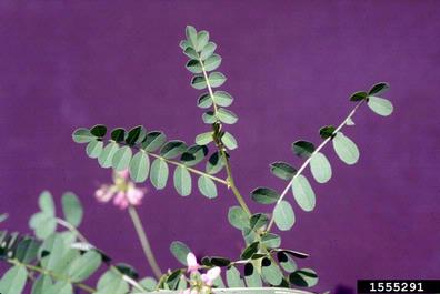crownvetch, Securigera varia  (Fabales: Fabaceae (Leguminosae)) - 1555291