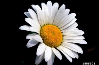 oxeye daisy, Leucanthemum vulgare  (Asterales: Asteraceae) - 1555304