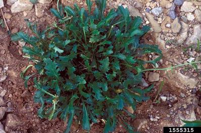 oxeye daisy, Leucanthemum vulgare  (Asterales: Asteraceae) - 1555315
