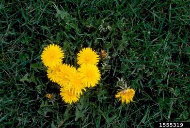 dandelion, Taraxacum officinale  (Asterales: Asteraceae) - 1555319