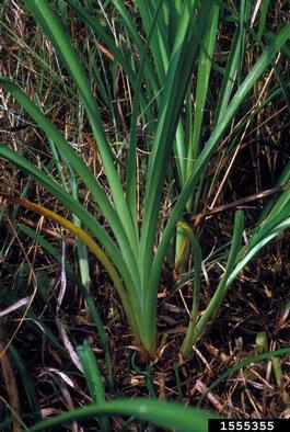 tawny daylily, Hemerocallis fulva  (Liliales: Liliaceae) - 1555355
