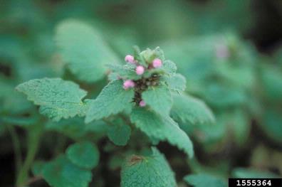 purple deadnettle, Lamium purpureum  (Lamiales: Lamiaceae) - 1555364