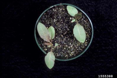 broadleaf dock, Rumex obtusifolius  (Polygonales: Polygonaceae) - 1555388