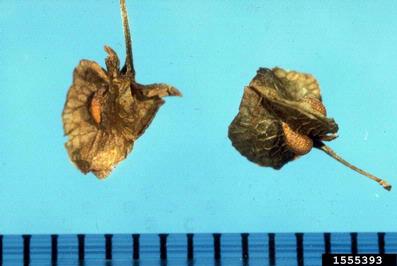 broadleaf dock, Rumex obtusifolius  (Polygonales: Polygonaceae) - 1555393