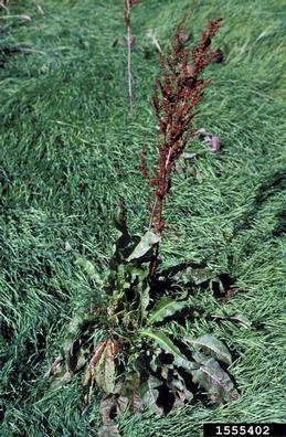 curly dock, Rumex crispus  (Polygonales: Polygonaceae) - 1555402