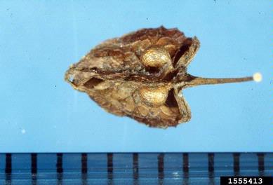 curly dock, Rumex crispus  (Polygonales: Polygonaceae) - 1555413