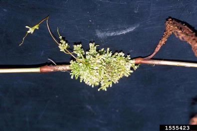 dodder, Cuscuta spp.  (Solanales: Cuscutaceae) - 1555423
