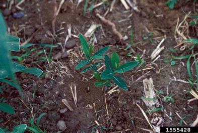 hemp dogbane, Apocynum cannabinum  (Gentianales: Apocynaceae) - 1555428