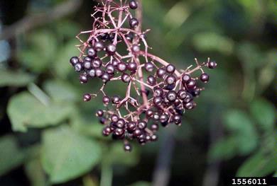 common elderberry, Sambucus nigra ssp. canadensis (Dipsacales: Caprifoliaceae) - 1556011