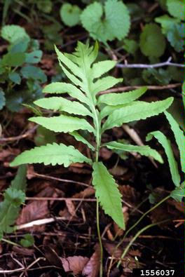 sensitive fern, Onoclea sensibilis  (Polypodiales: Dryopteridaceae) - 1556037
