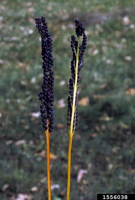 sensitive fern, Onoclea sensibilis  (Polypodiales: Dryopteridaceae) - 1556038