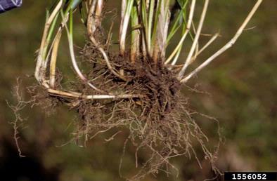 tall fescue, Festuca arundinacea  (Cyperales: Poaceae) - 1556052