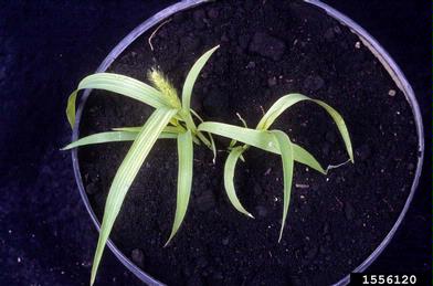 green foxtail, Setaria viridis  (Cyperales: Poaceae) - 1556120