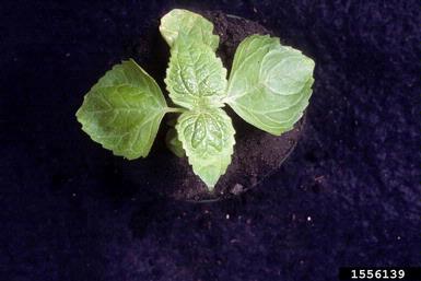 hairy galinsoga, Galinsoga quadriradiata  (Asterales: Asteraceae) - 1556139
