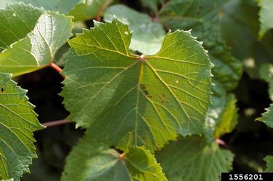 grape, Vitis spp.  (Rhamnales: Vitaceae) - 1556201