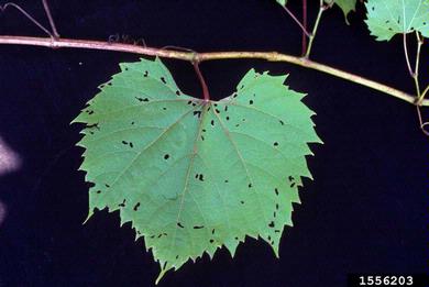 grape, Vitis spp.  (Rhamnales: Vitaceae) - 1556203